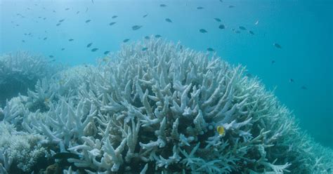 coral closing times|Most Great Barrier Reef coral studied this year was bleached.